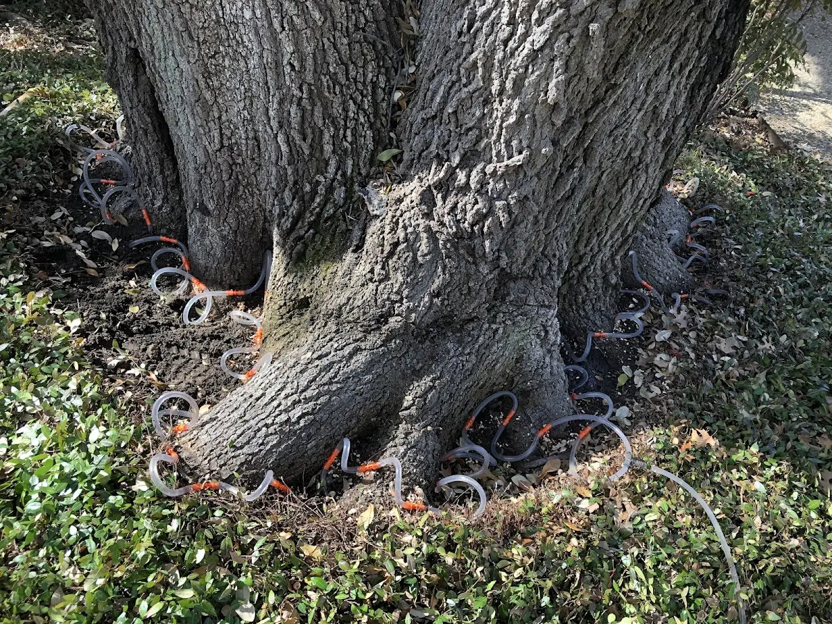 Detailed Tree Cabling and Bracing job site in Madison Heights